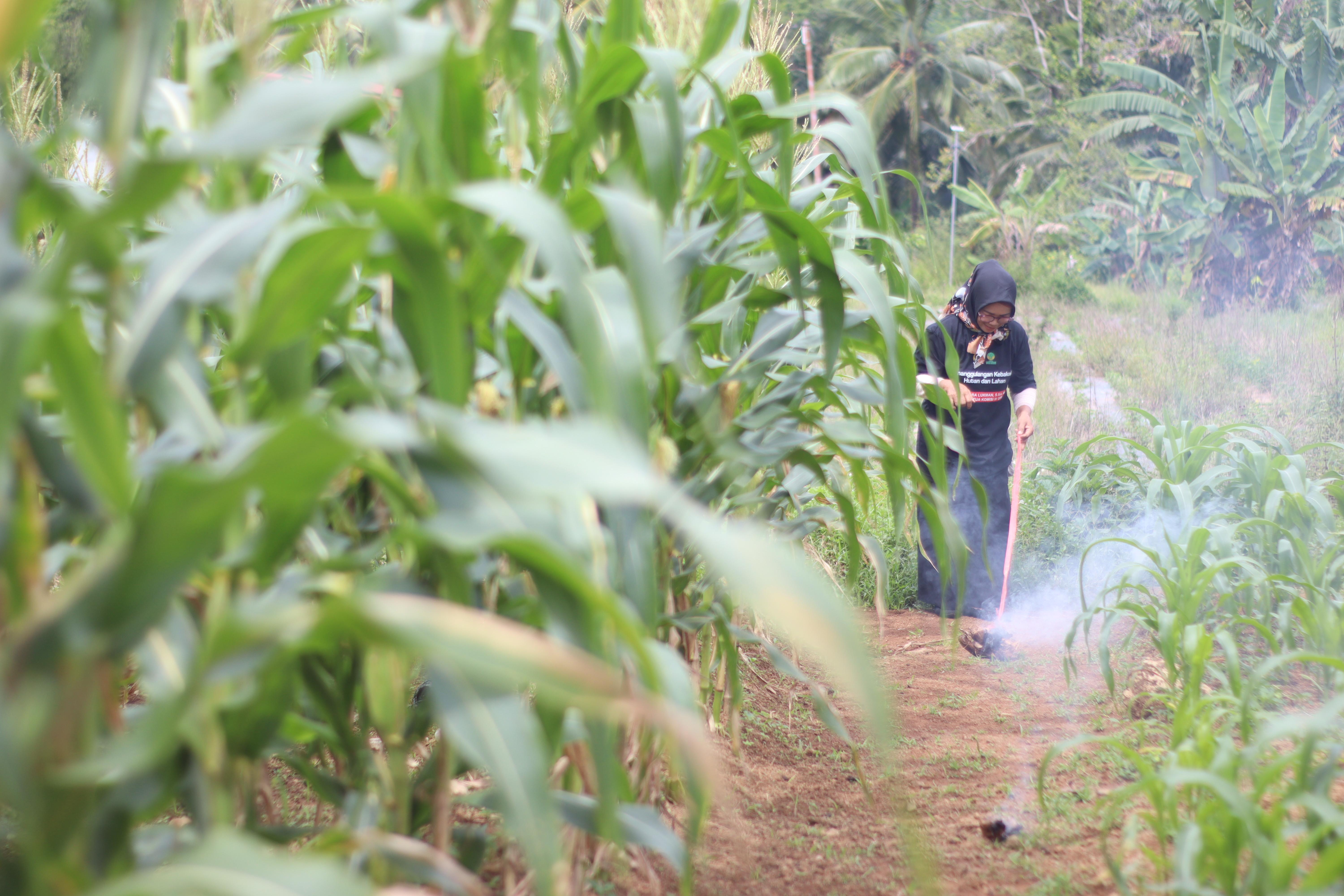 Sekolah Lapang Berbasis Alam Dorong Ketahanan Pangan Adaptif di Mentawai